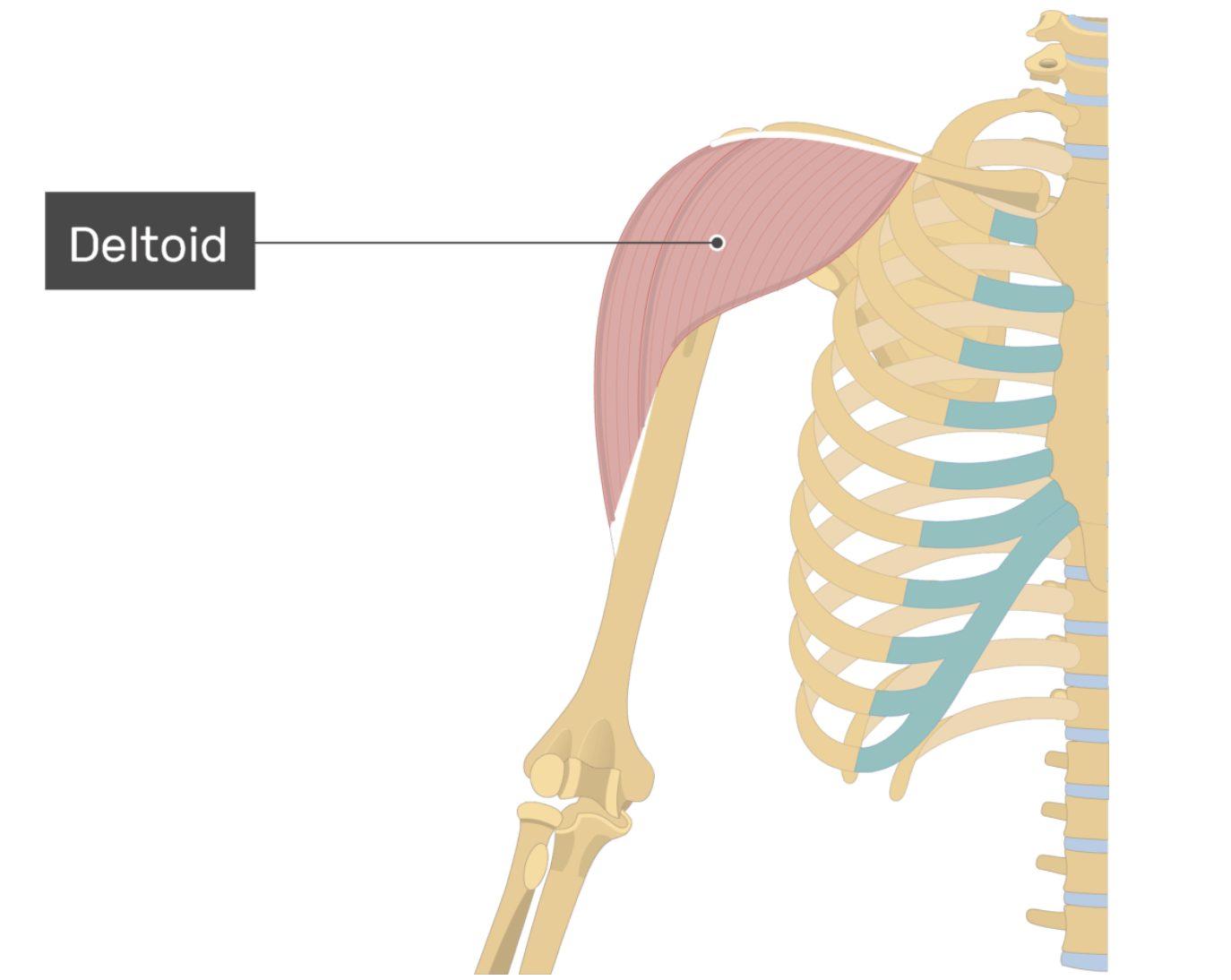 <p>Deltoid (Posterior)</p>
