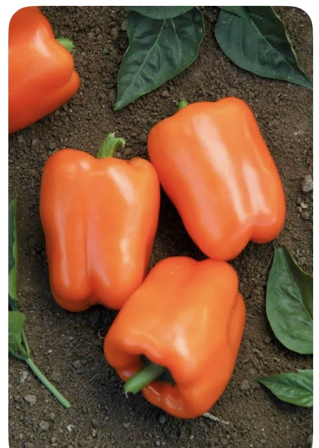 <p>Orange pepper</p>