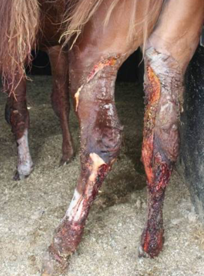 <p>Equine:What type of Sensitivity is Purpura hemorrhagica</p>