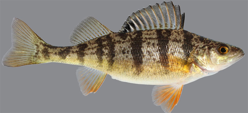 <p>Perch - (Ray-Finned Fish)</p>