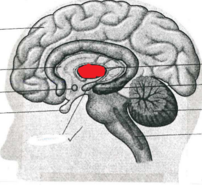 <p>Thalamus</p>