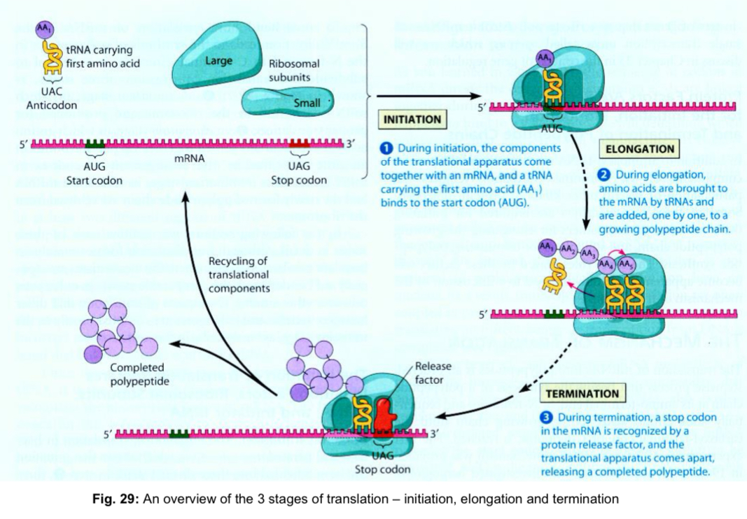 <ol><li><p>Initiation</p></li><li><p>Elongation</p></li><li><p>Termination</p></li></ol><p></p>