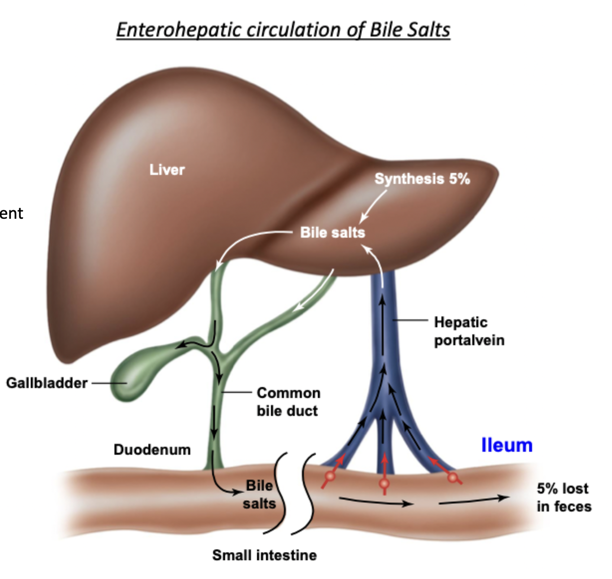 <p>Begins in the liver → goes down bile duct → duodenum (emulsifies fats) → reabsorbed at ileum through hepatic portal vein back to liver</p>
