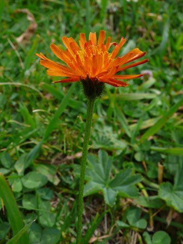 <p>crépide dorée </p>