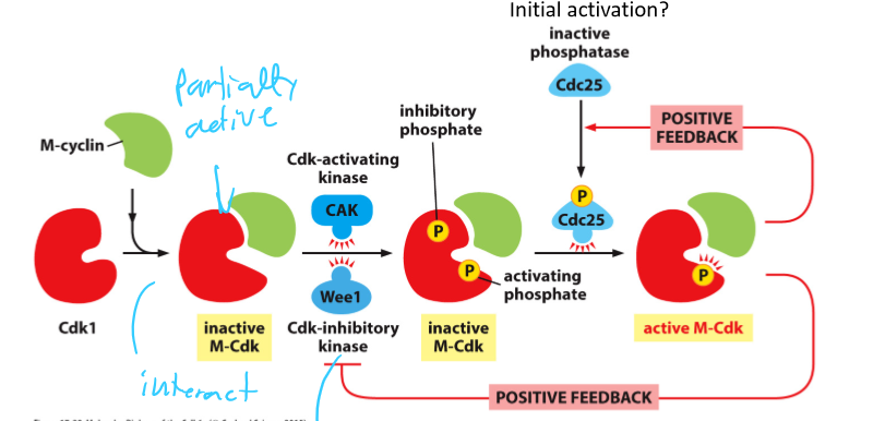 <p>Dephosphorylation of the inhibitory phosphate by Cdc25</p>