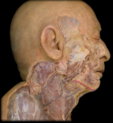 <p>Identify the structure</p>