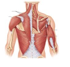 <p>Posterior Trunk Muscles</p>