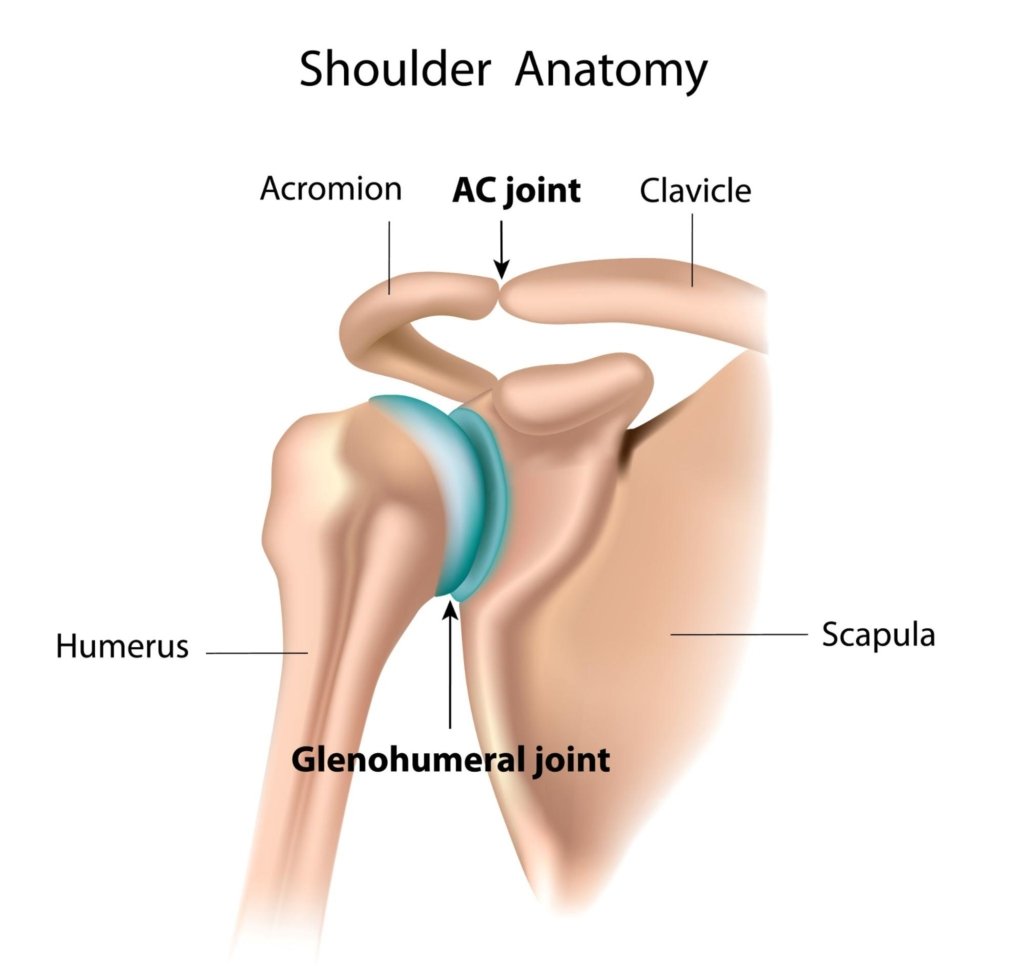 <p>The lateral clavicle with the acromion of the scapula</p>
