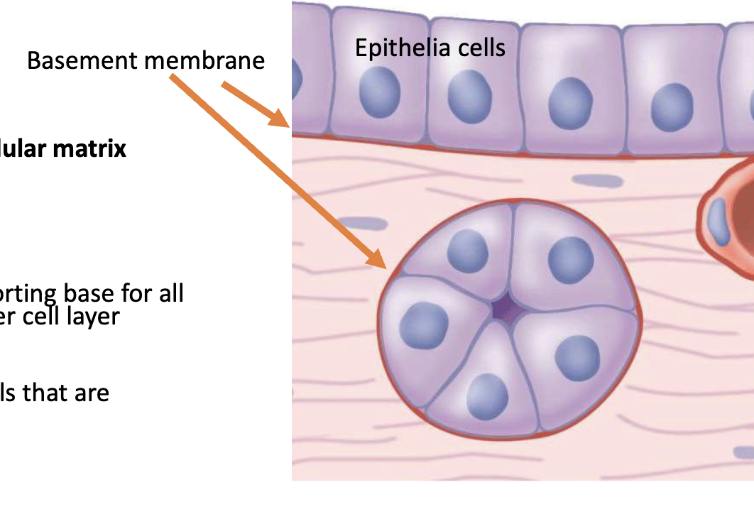 <p>e: (broad sense) continuous sheet of cells that are connected to each other by cell junctions </p><p>b: thin sheets of extracellular matrix (ECM) that surround most animal tissues, flexible, strong, forms sheet-like structure that provides a supporting base for all types of epithelial tissue, separates it from another cell layer</p>