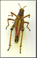 <p>Identify the insect and order</p>