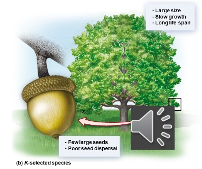<p>adapted to stable environments, with low fecundity and high parental investment, often regulated by density-dependent factors</p>