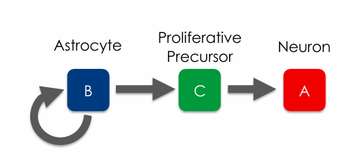 <p>Ependymal cells form the ventricular zone.</p><p>Beside the ependymal cells, there are 3 types of cells (B, C, A)</p><p></p><p>Type B cells (astrocyte) can self-renew and also give rise to Type C cell</p><p>Type C cells are proliferative precursors that form type A cells which are new neurons.</p>