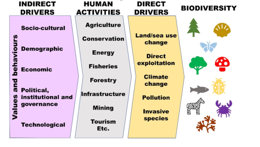 <p>Biodiversity loss:</p>