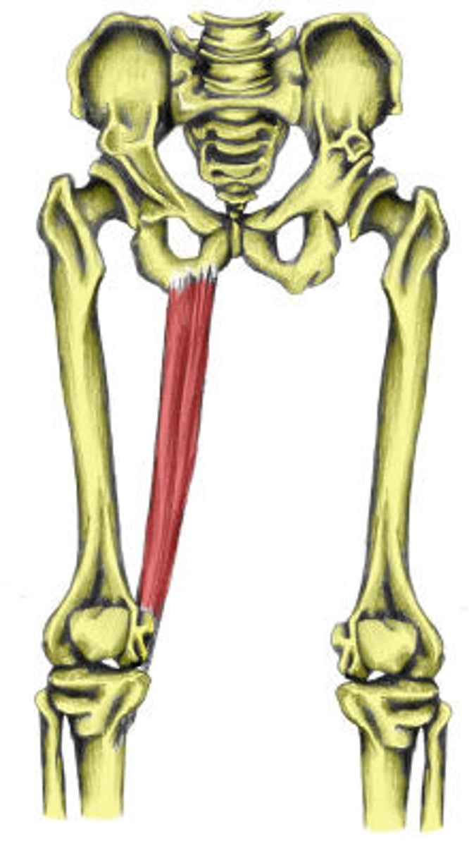 <p>Adduct/Flex knee</p><p>O: pelvis</p><p>I: tibia</p>