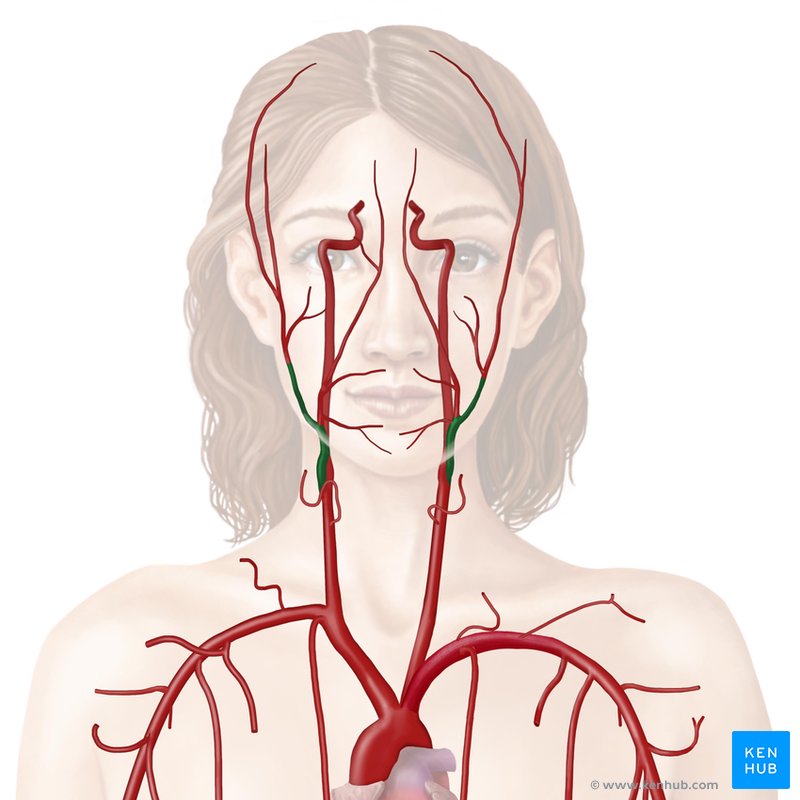 <p>Name the artery</p>