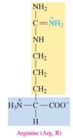 <p>polar basic amino acid with amine as R group </p>