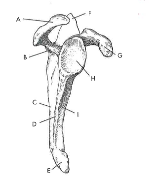 <p>D</p>