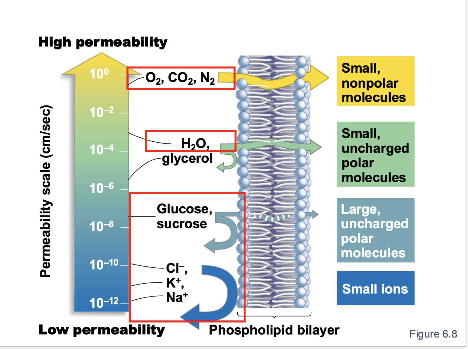 <p>small non polar molecules —> small uncharged polar molecules —> large uncharged polar molecules —> small ions</p>