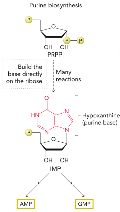 <p>synthesized directly on the ribose sugar PRPP to generate the common intermediate IMP, which contains the purine base hypoxanthine</p>