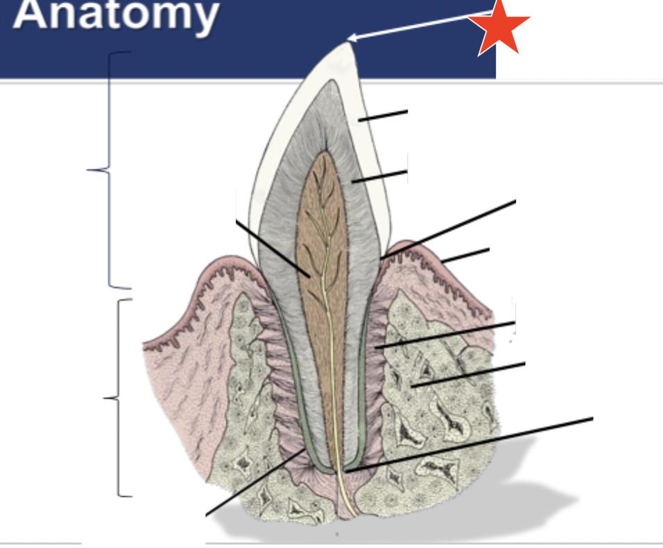 <p>What part of the tooth is indicated by the star?</p>