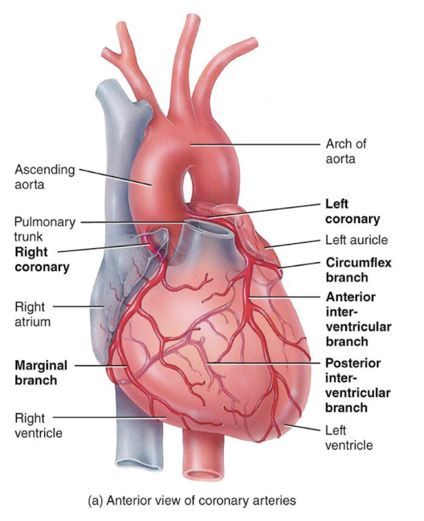 <p>oxygenated blood and nutrients to the myocardium, with branches arising from ascending aorta</p>