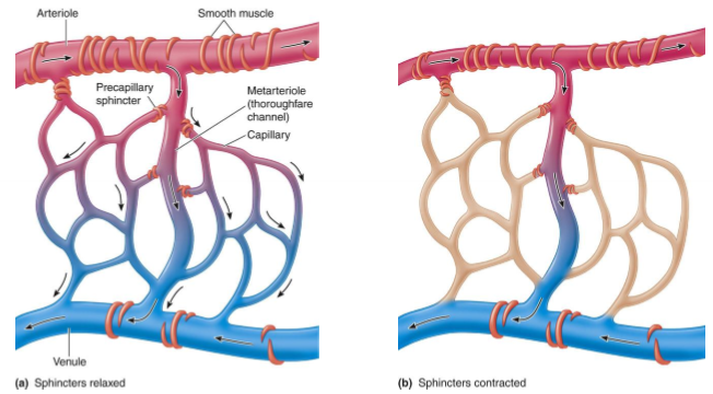 <p>How are capillaries arranged?</p>