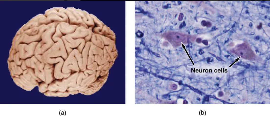 <p><span>The study of the larger structures of the body, those visible without the aid of magnification.</span></p>