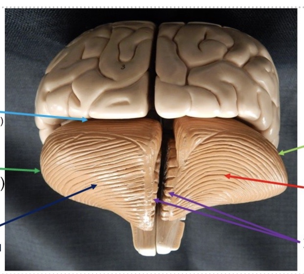 <p>what is the dark green line? (specific side)</p>