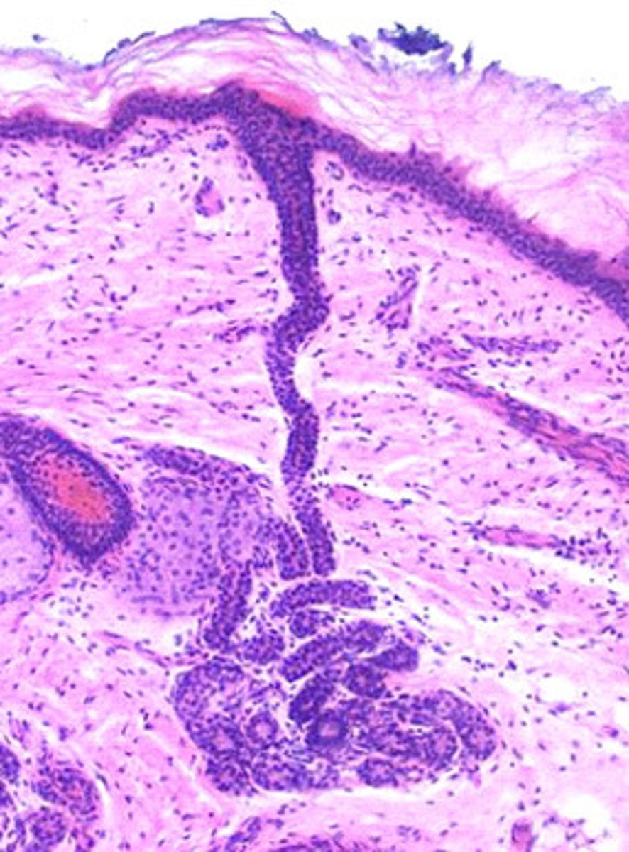 <p>These glands produce sweat. Regulate body temperature</p>
