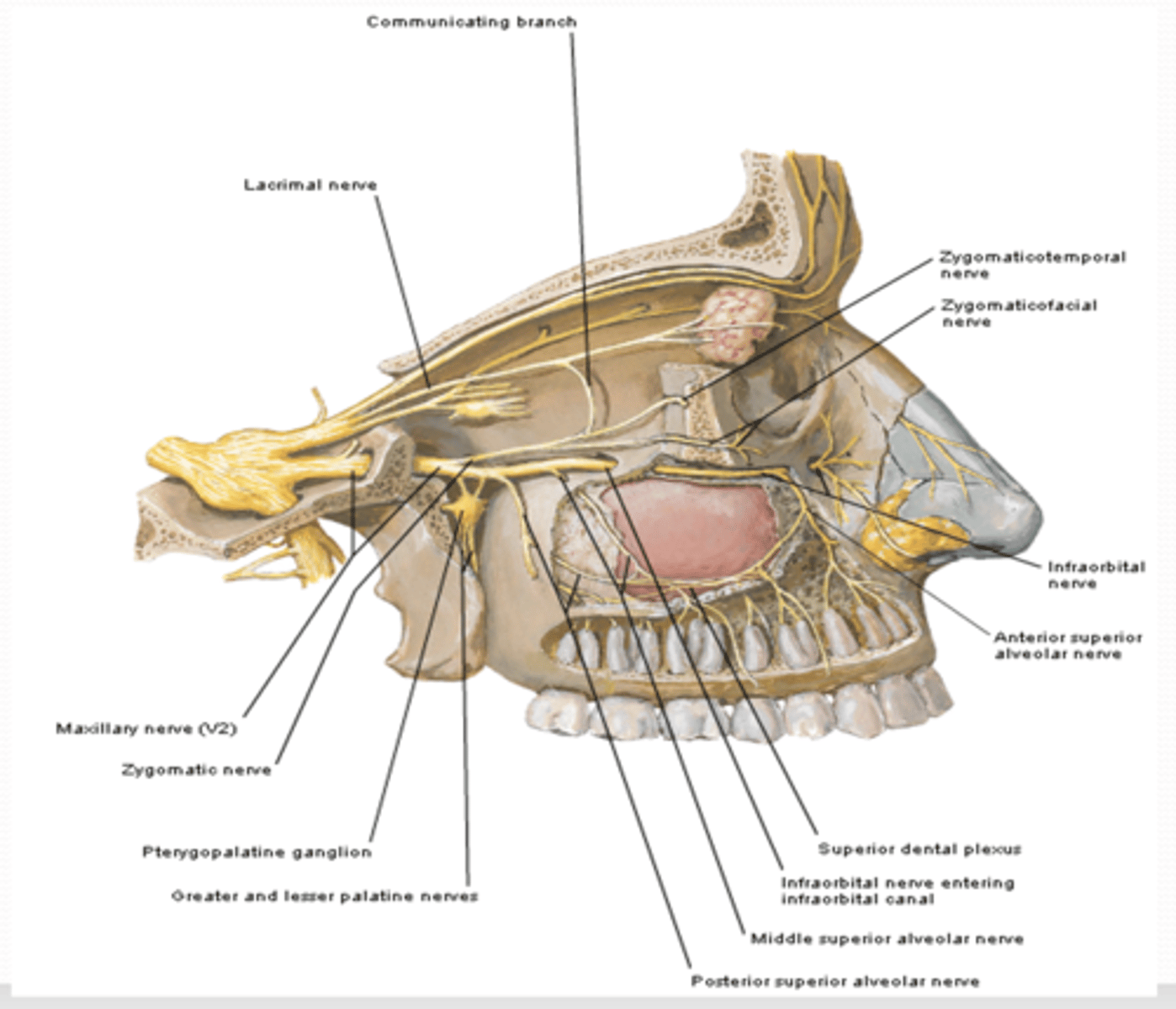 <p>What are the pterygopalatine ganglion branches of the maxillary nerve (CNV2)?</p>
