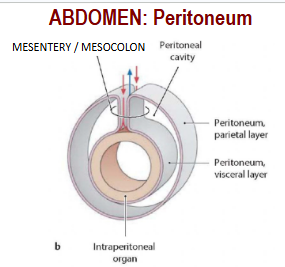 <p>Mesentery/Mesocolon</p>
