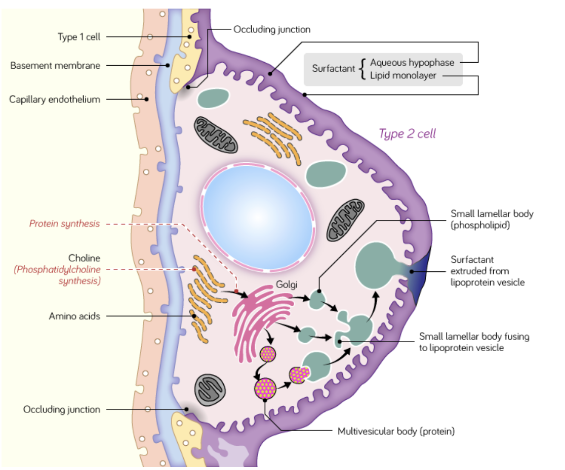 <ul><li><p>secrete <strong>surfactant</strong>. They represent 60% of the number of alveolar cells but only 5-10% of the surface area lining the alveoli.</p></li><li><p>These cells are rounded in shape and contain numerous mitochondria.</p></li><li><p>Surfactant acts as a detergent, reducing alveolar surface tension, preventing collapse of the alveoli during expiration and facilitating inspirational expansion.</p></li><li><p>Some type II pneumocytes act as precursor stem cells for type I pneumocytes.</p></li></ul><p></p>