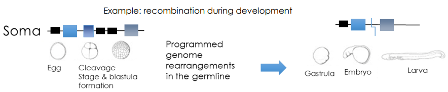 <p><span>Certain organisms completely destroy a large percentage of their genome in cells destined to become body tissues (soma), while keeping it intact in reproductive cells (germline)</span></p><p><span>type of programmed genomic rearrangment </span></p>