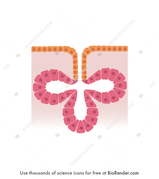 <p>branched, sac-shaped gland found in sebaceous gland of skin</p>