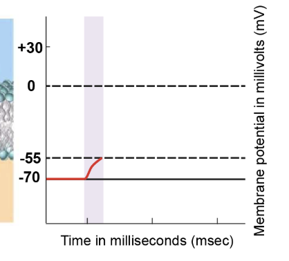 <p>Graded potentials are initiated by external stimuli and reach the axon hillock. These graded potentials cause depolarisation of the membrane at the axon hillock, pushing it closer to the threshold value. The axon hillock accumulates these graded potentials, and their summation can elevate the membrane potential to -55 millivolts, known as the threshold potential. </p>