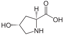 <p>HydroxyProline (Hyp)</p>