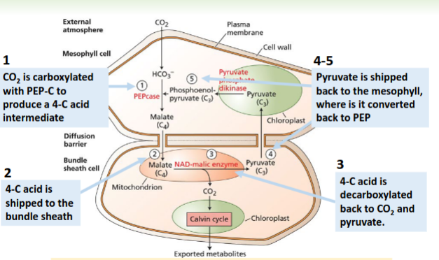 <p>Mesophyll cell= very low [CO2]</p><p>Bundle Sheath cell= very high [CO2]</p>