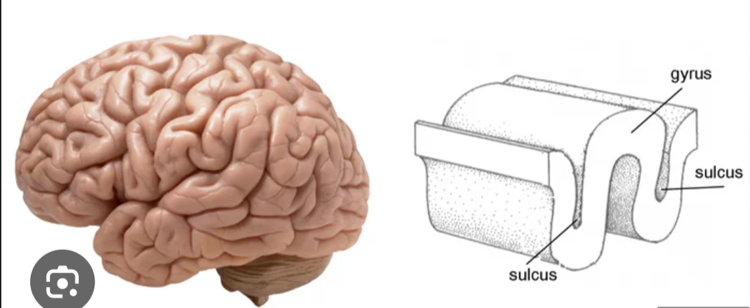 <p>A shallow depression or groove on the surface of the cerebral cortex</p>