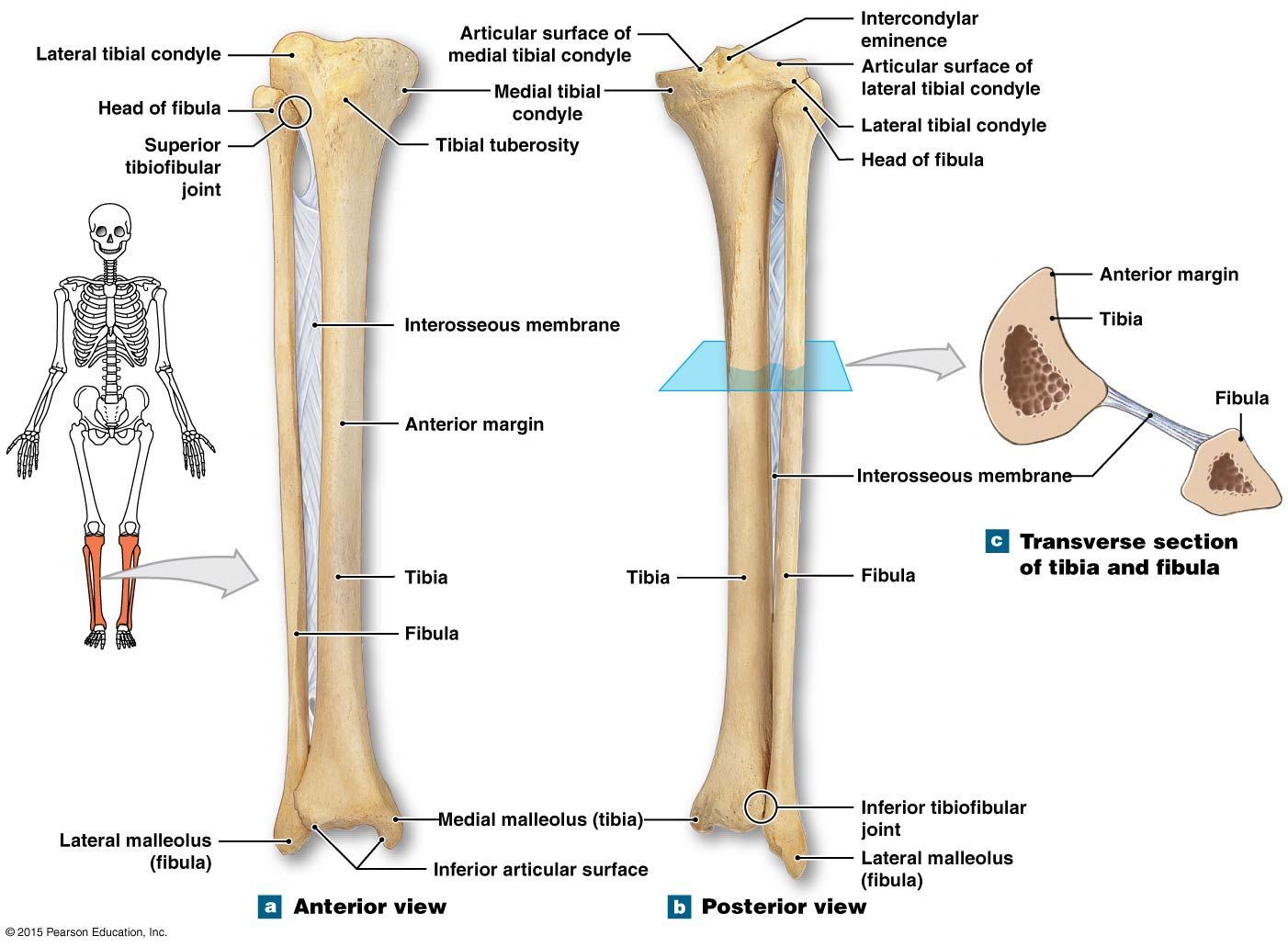 <p><strong>Tibial </strong>means along the side of the tibia or the tibial bone.</p><p>Tibia is a long bone which is situated on the medial side in the leg, when the lower limb has been positioned in its normal anatomical orientation (i.e. the hip and knee extended).</p>