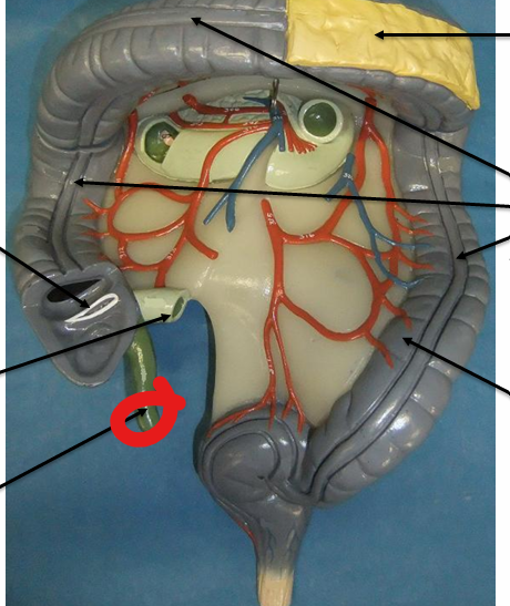 <p>organ</p>