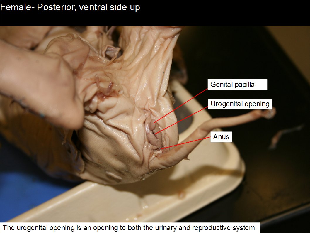 <p><span style="background-color: transparent;">External opening where urine exits the body.</span></p>