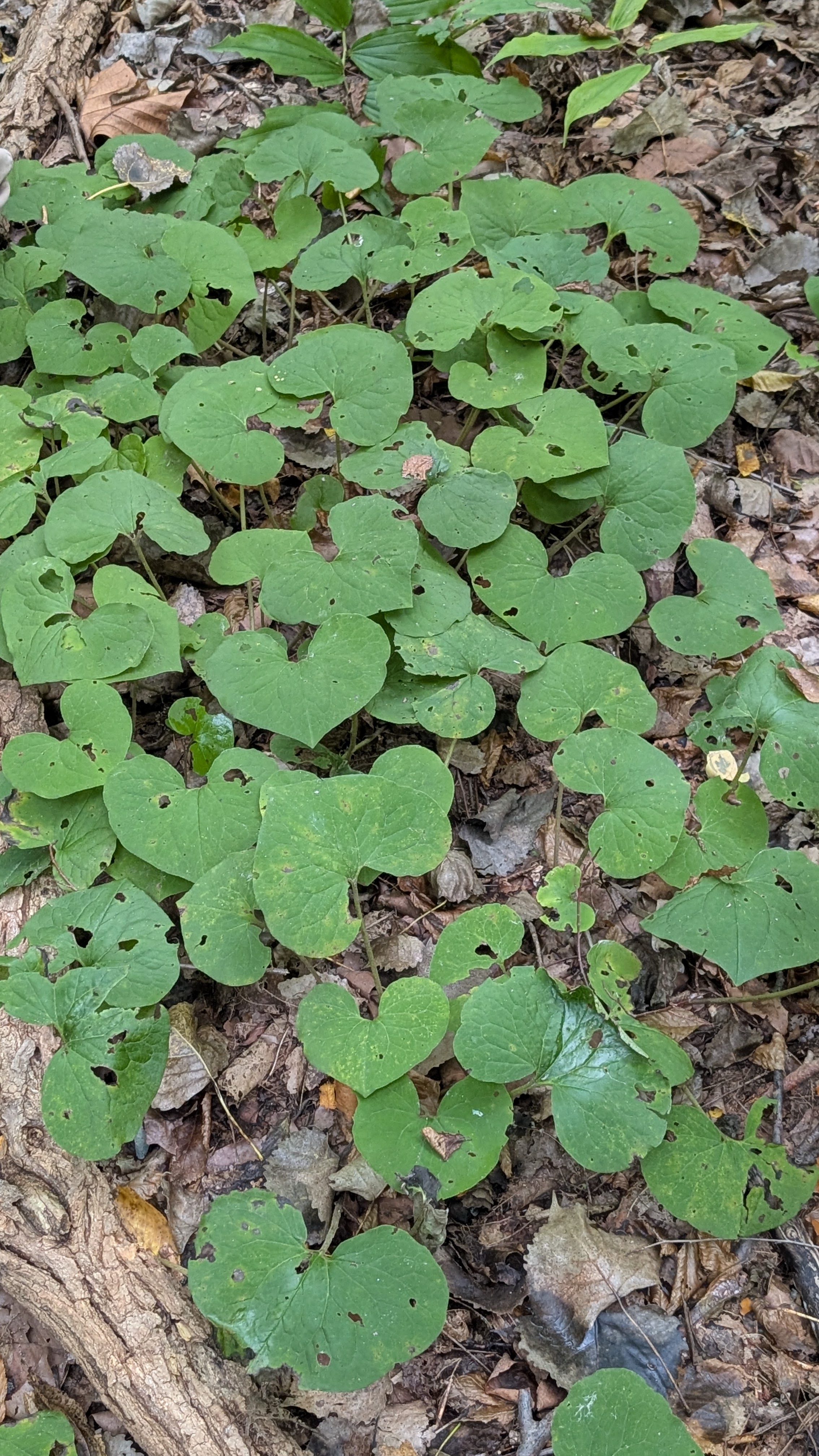 <p>Fuzzy</p>