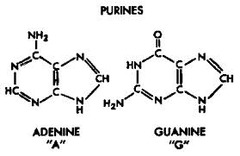 <p>Contain two rings in there structure: </p><p>1) Adenine (A)</p><p>2) Guanine (G)</p>