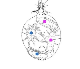 <p>Consider a mite species where females always produce four offspring that mate before they emerge from the mother. How many grandchildren (F2) would it produce if it produced offspring in a 1:1 sex ratio?</p><p>A. 4<br>B. 8<br>C. 12<br>D. 24</p>
