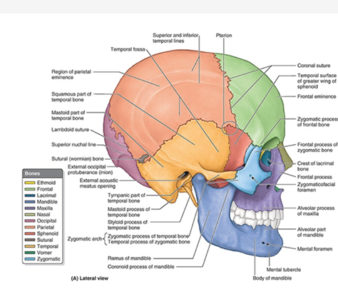 <ul><li><p>posterior &amp; superior: by temporal lines</p></li><li><p>ant: frontal &amp; zygomatic bones</p></li><li><p>lateral: zygomatic arch</p></li></ul><p></p>