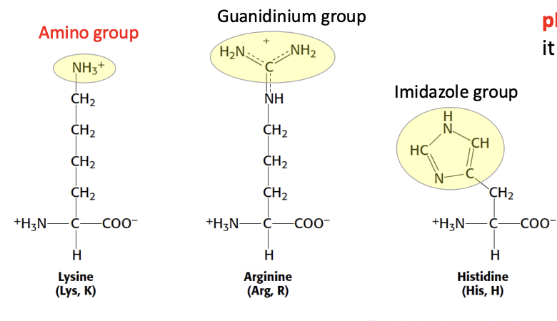 <p>How many amino acids are positively charged (hydrophilic), and what are they?</p>
