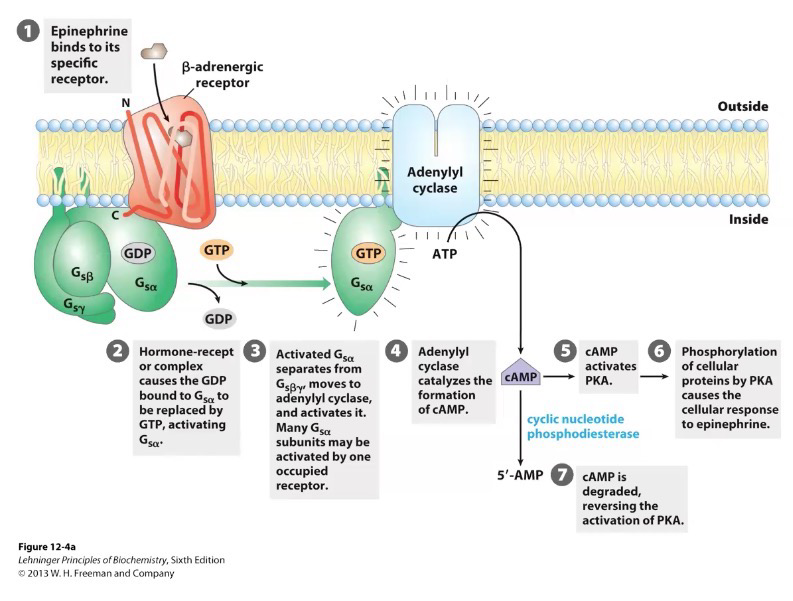 <p>Ex of GPCR</p><p>Steps:</p><ol><li><p>Epinephrine binds to specific receptor (β-adrenergic receptor)</p></li><li><p>Hormone-receptor complex causes GDP bound to G<sub>s</sub><span><sub><span>α</span></sub><span> to be replaced by GTP, activating the complex (No conversion, just exchange)</span></span></p></li><li><p><span><span>Activated </span></span>G<sub>s</sub><span><sub><span>α</span></sub><span> separates from G</span><sub><span>sβγ</span></sub><span> and moves to adenylyl cyclase and activates it. Many G</span><sub><span>s</span></sub><span> proteins can be activated by one receptor</span></span></p></li><li><p><span><span>Adenylyl cyclase (effector enzyme) catalyses formation of cyclic AMP (second messenger); (ATP → cAMP)</span></span></p></li><li><p><span><span>cAMP activates PKA</span></span></p></li><li><p><span><span>Phosphorylation of cellular proteins by PKA causes cellular response to epinephrine</span></span></p></li><li><p><span><span>cAMP is degraded (via phosphodiesterase), reversing the activation of PKA</span></span></p></li></ol><p>Note the GPCR is not a channel or transporter; if there’s a signal, response continues, it does not enter cell</p>