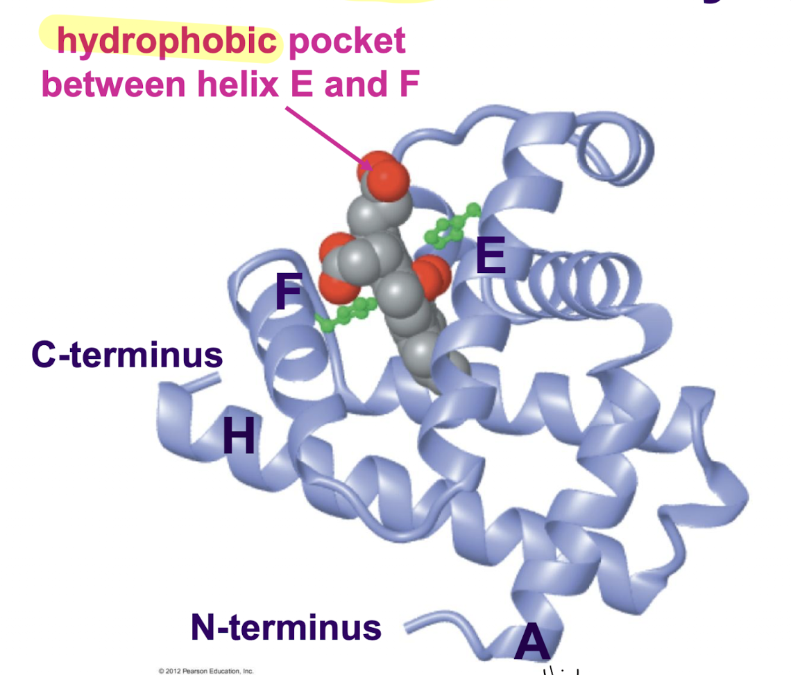<p>1 domain that consists of 8 alpha helices held together by loops. Heme prosthetic group attached to globin protein. Hydrophobic pocket between alpha helix E and F where heme resides</p><p>Commonly, all have 8 alpha helices and loops, with hydrophobic pocket between E and F where heme slots</p>