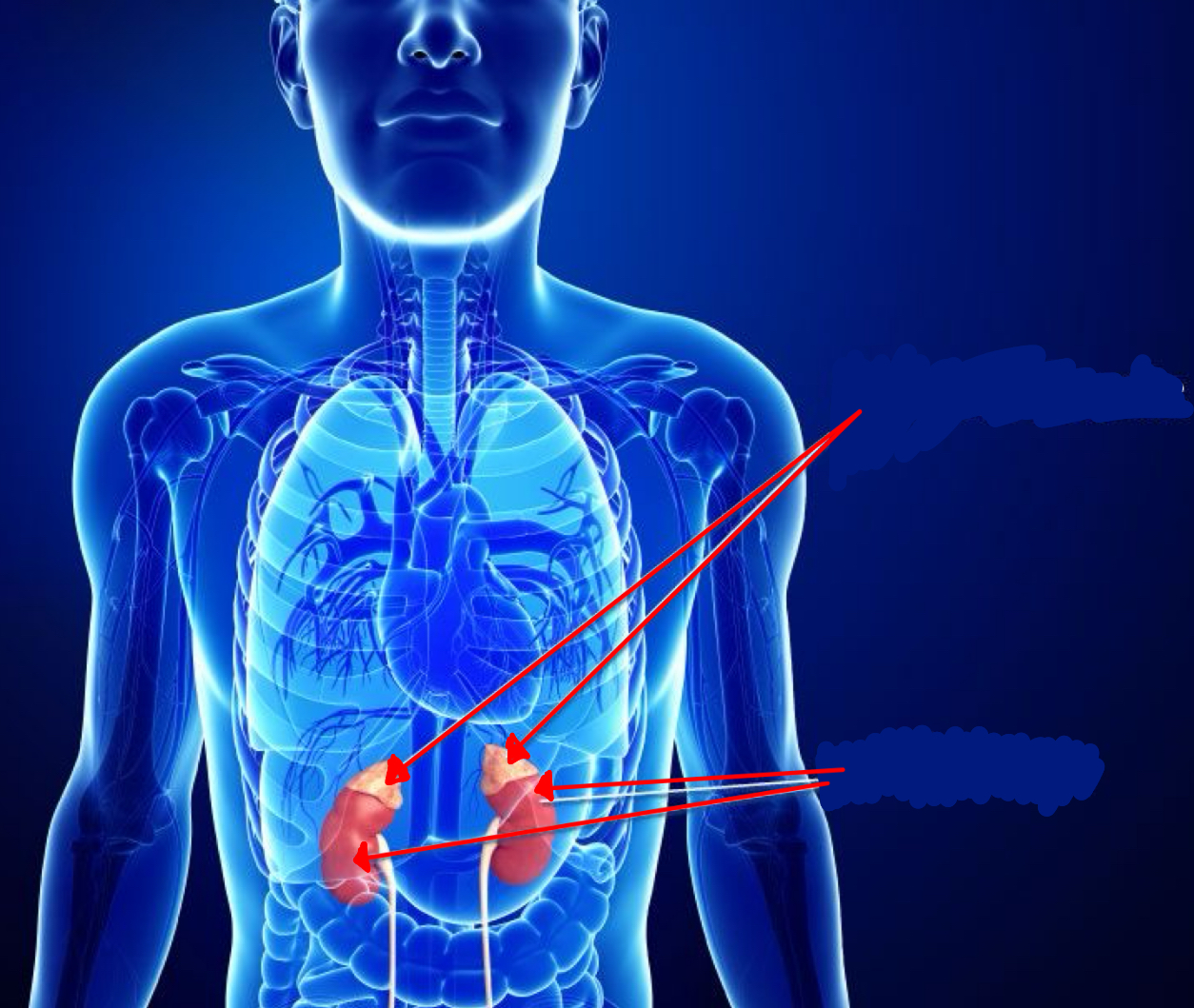 <p>Identify the 2 organ the red arrow it pointing to, from top to bottom</p>