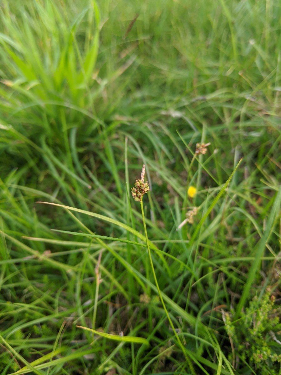 <p>Yellow green, shiny, male spike forms club</p>